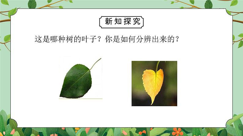 教科版一年级科学上册第一单元《植物-这是谁的叶》PPT课件第4页