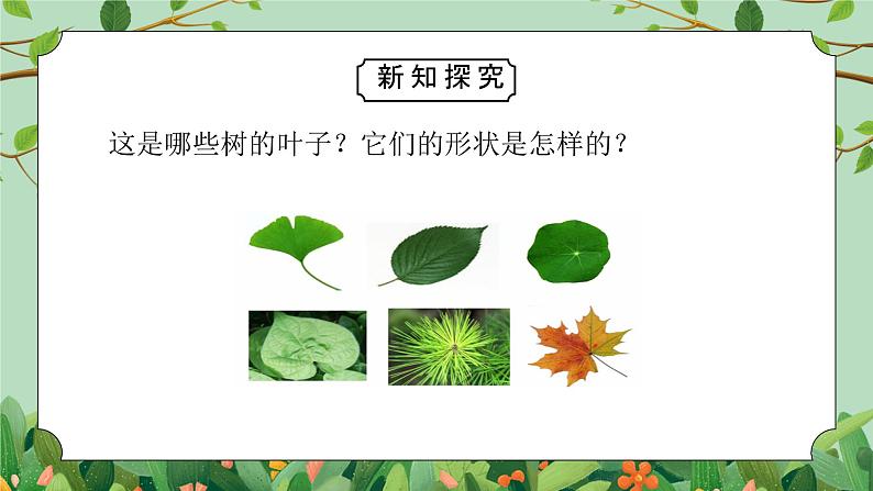 教科版一年级科学上册第一单元《植物-这是谁的叶》PPT课件第5页