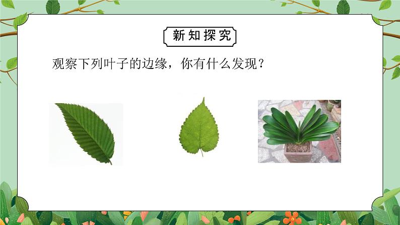 教科版一年级科学上册第一单元《植物-这是谁的叶》PPT课件第6页