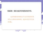 3.15 大脑的作用（课件）-2024-2025学年六年级上册科学粤教粤科版