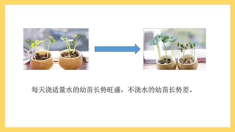 1.1 植物需要水分（课件）-2024-2025学年五年级上册科学粤教粤科版07