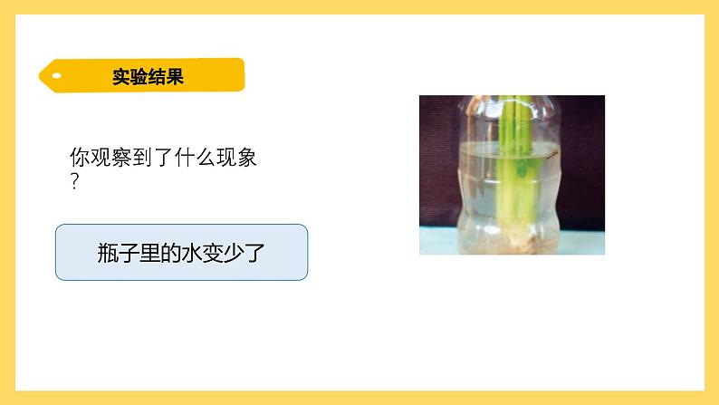 1.2 根对水分的吸收（课件）-2024-2025学年五年级上册科学粤教粤科版第7页