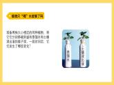 1.3 根还吸收了什么（课件）-2024-2025学年五年级上册科学粤教粤科版