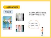 1.4 水分在茎里的运输（课件）-2024-2025学年五年级上册科学粤教粤科版