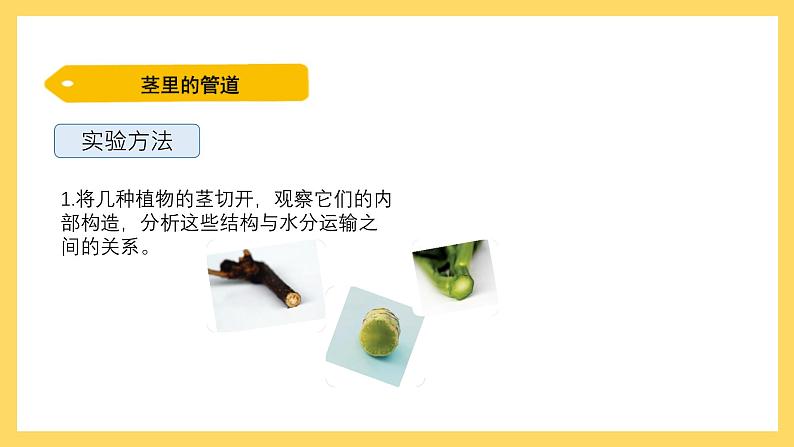 1.4 水分在茎里的运输（课件）-2024-2025学年五年级上册科学粤教粤科版08