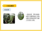 1.5 叶会蒸腾水分吗（课件）-2024-2025学年五年级上册科学粤教粤科版