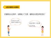 1.6 植物需要阳光（课件）-2024-2025学年五年级上册科学粤教粤科版