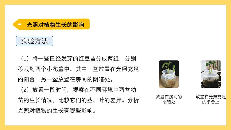 1.6 植物需要阳光（课件）-2024-2025学年五年级上册科学粤教粤科版第4页