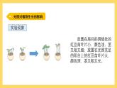 1.6 植物需要阳光（课件）-2024-2025学年五年级上册科学粤教粤科版