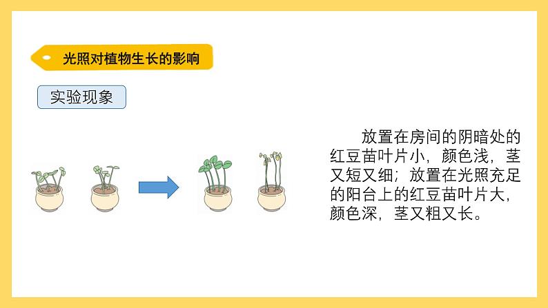 1.6 植物需要阳光（课件）-2024-2025学年五年级上册科学粤教粤科版第5页