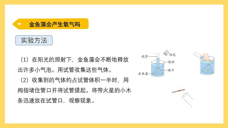 1.7 植物能够利用阳光（课件）-2024-2025学年五年级上册科学粤教粤科版第5页