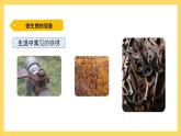 3.13 铁生锈了（课件）-2024-2025学年五年级上册科学粤教粤科版