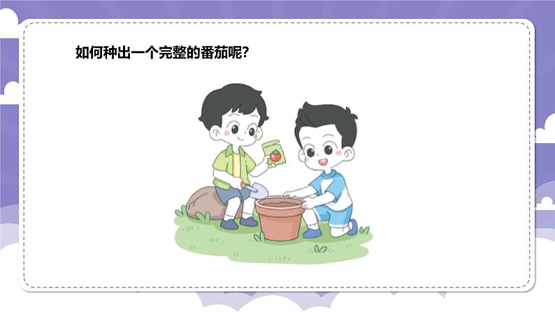 1.1 种番茄（课件）-2024-2025学年四年级上册科学粤教粤科版02