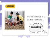 1.1 种番茄（课件）-2024-2025学年四年级上册科学粤教粤科版