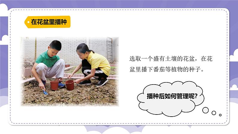 1.1 种番茄（课件）-2024-2025学年四年级上册科学粤教粤科版03