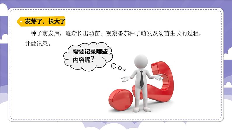 1.1 种番茄（课件）-2024-2025学年四年级上册科学粤教粤科版05