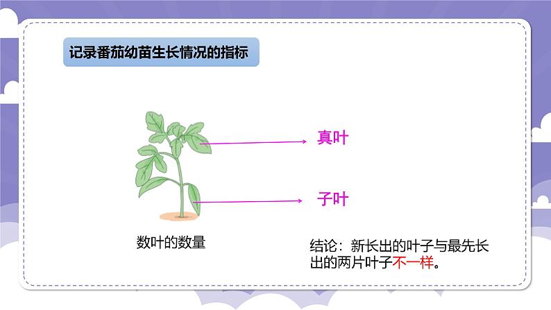 1.1 种番茄（课件）-2024-2025学年四年级上册科学粤教粤科版06