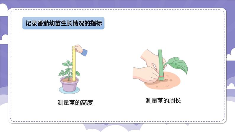 1.1 种番茄（课件）-2024-2025学年四年级上册科学粤教粤科版07