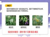 1.2 开花和结果（课件）-2024-2025学年四年级上册科学粤教粤科版