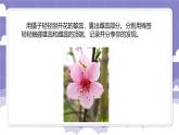 1.2 开花和结果（课件）-2024-2025学年四年级上册科学粤教粤科版