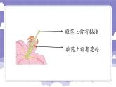 1.2 开花和结果（课件）-2024-2025学年四年级上册科学粤教粤科版