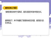 1.3 种子的传播（课件）-2024-2025学年四年级上册科学粤教粤科版