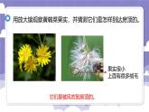 1.3 种子的传播（课件）-2024-2025学年四年级上册科学粤教粤科版