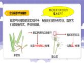 1.3 种子的传播（课件）-2024-2025学年四年级上册科学粤教粤科版