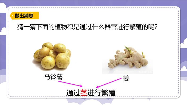 1.4 专题探究：可以不用种子繁殖吗（课件）-2024-2025学年四年级上册科学粤教粤科版第5页