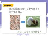 1.5 一起来养蚕（课件）-2024-2025学年四年级上册科学粤教粤科版