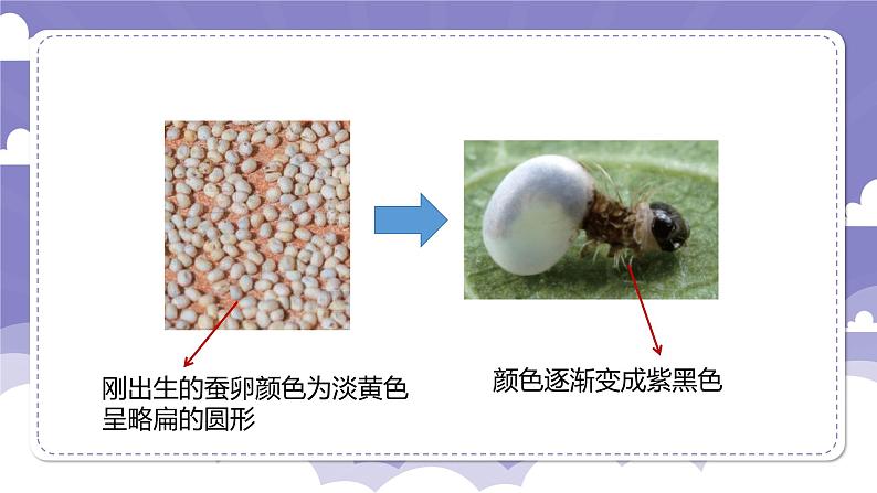 1.5 一起来养蚕（课件）-2024-2025学年四年级上册科学粤教粤科版04