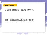1.5 一起来养蚕（课件）-2024-2025学年四年级上册科学粤教粤科版