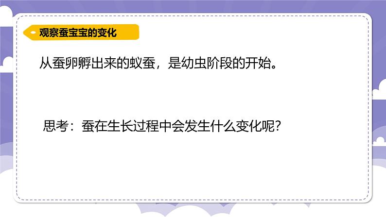 1.5 一起来养蚕（课件）-2024-2025学年四年级上册科学粤教粤科版05