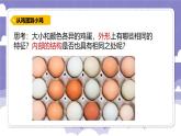1.6 母鸡生蛋了（课件）-2024-2025学年四年级上册科学粤教粤科版