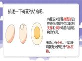 1.6 母鸡生蛋了（课件）-2024-2025学年四年级上册科学粤教粤科版