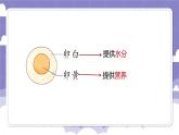 1.6 母鸡生蛋了（课件）-2024-2025学年四年级上册科学粤教粤科版