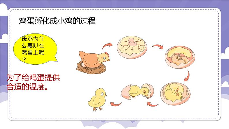 1.6 母鸡生蛋了（课件）-2024-2025学年四年级上册科学粤教粤科版06