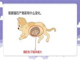 1.7 胎生动物（课件）-2024-2025学年四年级上册科学粤教粤科版