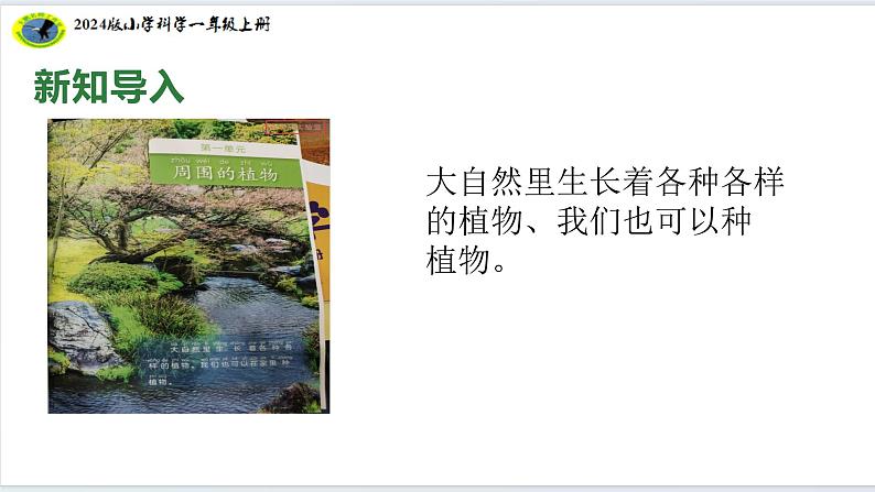 【2024新教材】教科版科学一年级上册第一单元周围的植物1.1我们知道的植物课件08