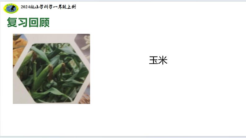 【2024新教材】教科版科学一年级上册第一单元周围的植物1.2观察植物 课件08