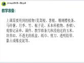 【2024新教材】教科版科学一年级上册第一单元周围的植物1.3植物长在哪里 课件