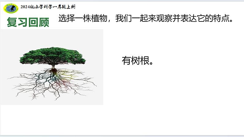 【2024新教材】教科版科学一年级上册第一单元周围的植物1.3植物长在哪里 课件08