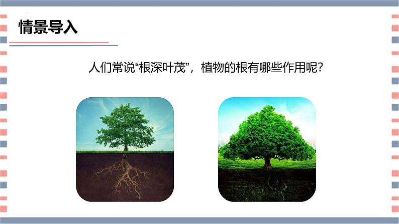 【核心素养】青岛版科学三年级上册 2.6 植物的根（教学课件）第8页