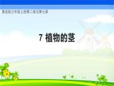 【核心素养】青岛版科学三年级上册 2.7 植物的茎（教学课件+同步教案）