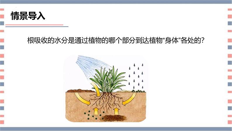 【核心素养】青岛版科学三年级上册 2.7 植物的茎（教学课件+同步教案）08