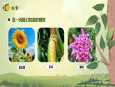 【核心素养】教科版科学一年级上册 1.1 我们知道的植物（教学课件+同步教案）