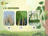 【核心素养】教科版科学一年级上册 1.1 我们知道的植物（教学课件+同步教案）
