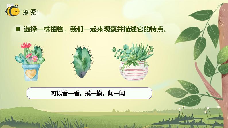 【核心素养】教科版科学一年级上册 1.2 观察植物（教学课件+同步教案）04