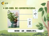 【核心素养】教科版科学一年级上册 1.2 观察植物（教学课件+同步教案）