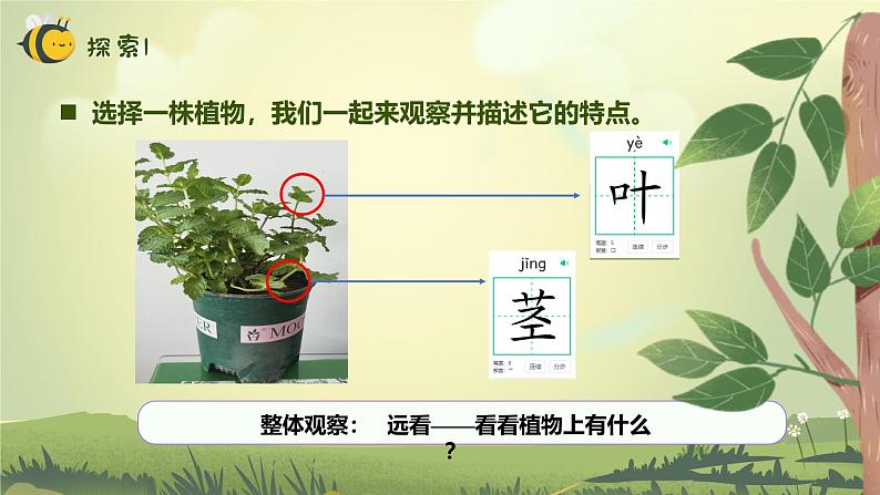 【核心素养】教科版科学一年级上册 1.2 观察植物（教学课件+同步教案）05